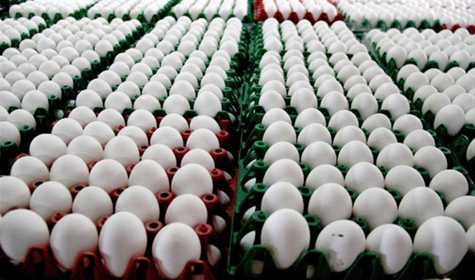 Türkiye 19 ülkeye yumurta ihraç etti