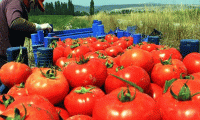 Rusya'nın Türk domatesine yasağı sürüyor