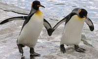 2 milyon TL'ye 10 penguen alınıyor