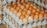 Yumurtacılar KDV indirimi talep etti