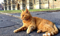 İngiltere Dışişleri Bakanlığı'nda 'Kedi' kadrosu