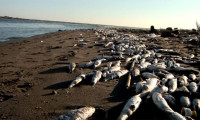 Mersin'deki balık ölümleri ile ilgili çalışmalar sürdürülüyor