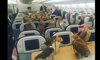 Suudi prens kuşları için uçak bileti aldı