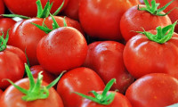 Rusya'ya domates ihracatı başlıyor