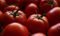 Rusya Türkiye'den domates ihracatına izin verdi