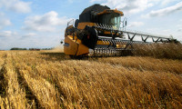 Rusya'nın buğday rekoltesi Amerikalı çiftçileri vurdu