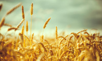 Türkiye'de buğday ekim alanı 7.7 milyon hektara düştü