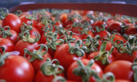 Rusya’nın yasağına rağmen domates ihracatı yüzde 50 arttı