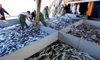 Balık fiyatları yüzde 50 zamlandı