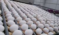 Yumurta ihracatı yüzde 59 arttı