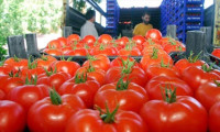 Suriye'ye domates ihracatı yüzde 4500 arttı