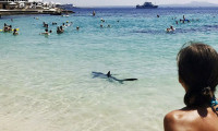Ünlü plajda köpekbalığı paniği!