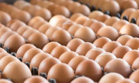 Avrupa'da ilaçlı yumurta skandalı