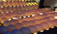 Güney Kore'de yumurta üretimi yasaklandı
