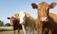 Devlet, kilosu 3.95 dolara besilik sığır ithal edecek