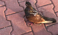 Silivri Cezaevi çevresinde haberci kuş yakalandı