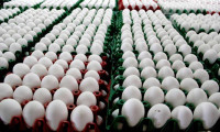 Türkiye 19 ülkeye yumurta ihraç etti