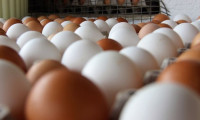 Avrupa'daki yumurta krizi Türkiye'ye yaradı