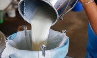 Süt prim desteği 25 kuruşa çıktı