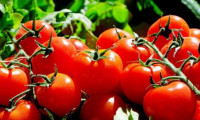 Rusya Tarım Bakanlığı'ndan önemli domates kararı
