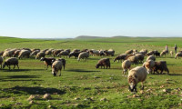 300 koyun projesinde başvurular bugün sona eriyor