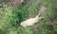 Manisa'da hayvan katliamı
