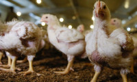 Sakaryalı tavukçular üretim durdurma kararı aldı