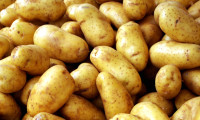 Piyasaya patates arz edilmeye başlandı