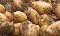 Niğde'de patates ekimi geriledi