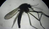 Fransa'da sivrisinekler kararname ile yasaklandı