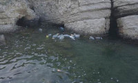 Şile'de günübirlikçiler çöplerini denize atıp gitti!