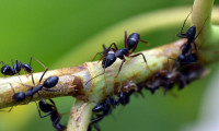 Bilim trafik sıkışıklığına karşı karıncaları örnek gösteriyor