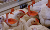 17 milyon tavuk kesildi 1 milyon telef edildi