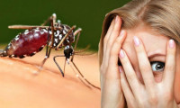 Sivrisinekler neden bazı insanları daha çok ısırıyor?