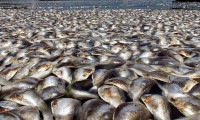 Sıcaklıklar arttı balıklar ölmeye başladı