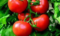 IKBY'den domates ithalatı yasağı