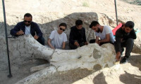Kayseri'de 7,5 milyon yıllık dev fosil bulundu