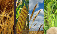 Buğday ve mısır fiyatlarına koronavirüs  etkisi