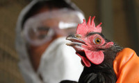 Kuş gribi salgını: 4 binden fazla hayvan telef oldu