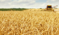 Arpa, buğday ve mısırda gümrük vergileri sıfırlandı