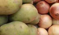 Patates ve soğanda üretici zorda