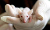 Pentagon: Covid-19 aşısını fareler üzerinde deniyoruz