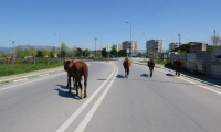Bursa'da atlar, boş kalan cadde ve sokaklarda gezdi