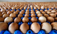 Yumurta üretiminde son 10 yılın en iyi rakamı
