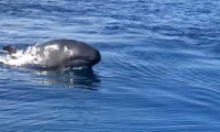 Yalancı katil balina 25 yıl sonra Gökçeada yakınlarında görüldü