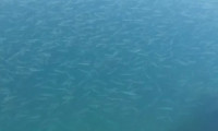 İstanbul Boğazı'na balık akını