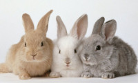 Pandemi etkisiyle tavşan fiyatları arttı