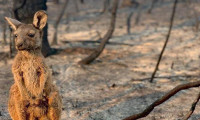 Avustralya'daki yangınlardan yaklaşık 3 milyar hayvan etkilendi