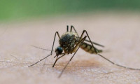 ABD'de dev sivrisinek tehdidi