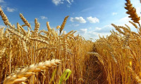 Buğday fiyatları zirveye yakın seyrediyor